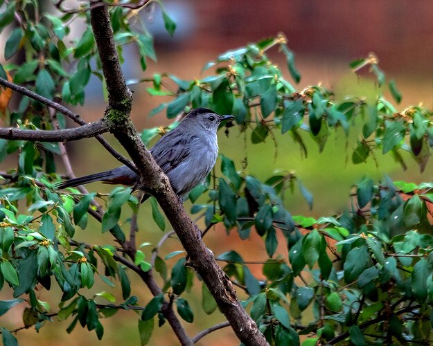 _MG_2827 Gray Catbird-1