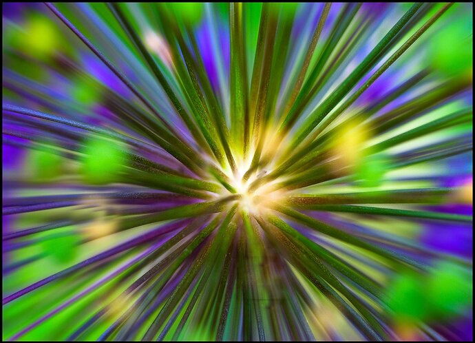 Fire-Works-allium-copy copy