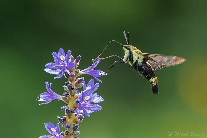 Snowberry Clearwing Moth