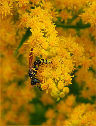 -20250720-_7R58868-Bumblebees-DxO_DeepPRIME 3-Edit.jpg