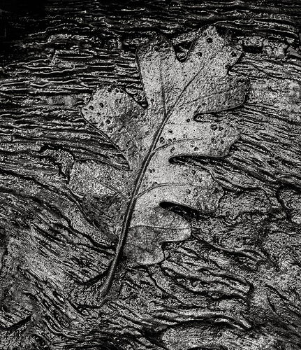 oak-leaf-bw3