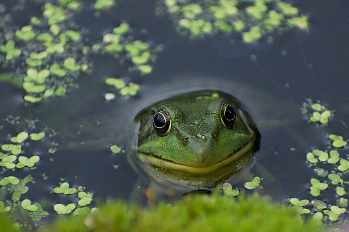 Happiness is Being Green