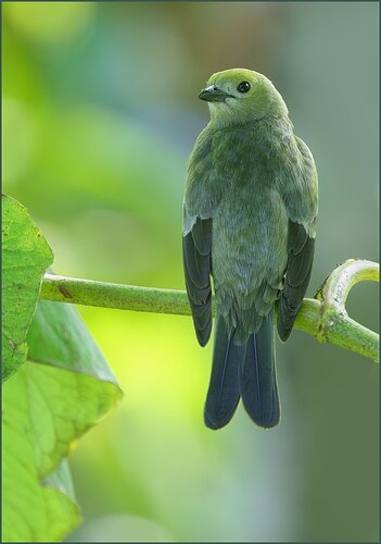 -20240229-_A1_6135-Costa Rica-Enhanced-NR-Edit.jpg