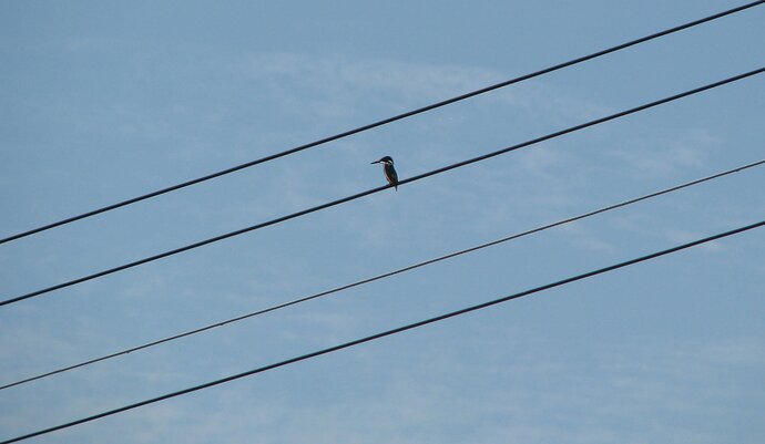 Bird on the Wire