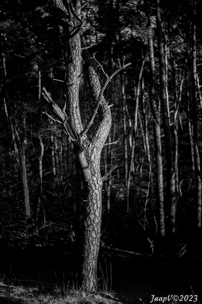 Tree landscape critiques nature photographers network