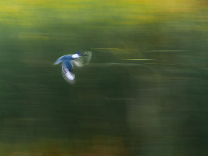 dcampbell-kingfisher-icm-2-riverbend-2025-fb.jpg