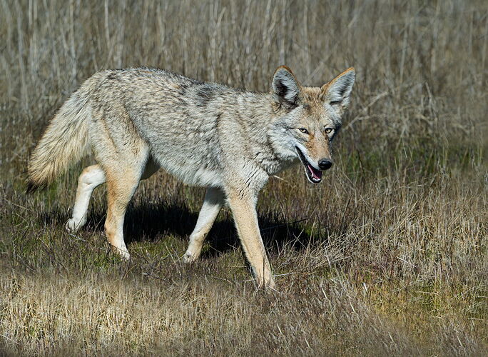 COYOTE2
