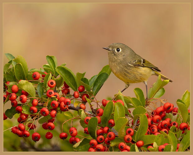 20241022-Ruby-crowned Kinglet-19-CR3-Edit-2