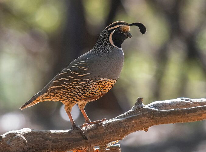 quail