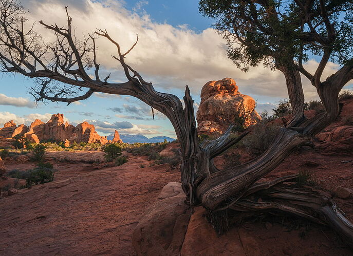 Juniper Tree and Sandstone Fins at Sunset