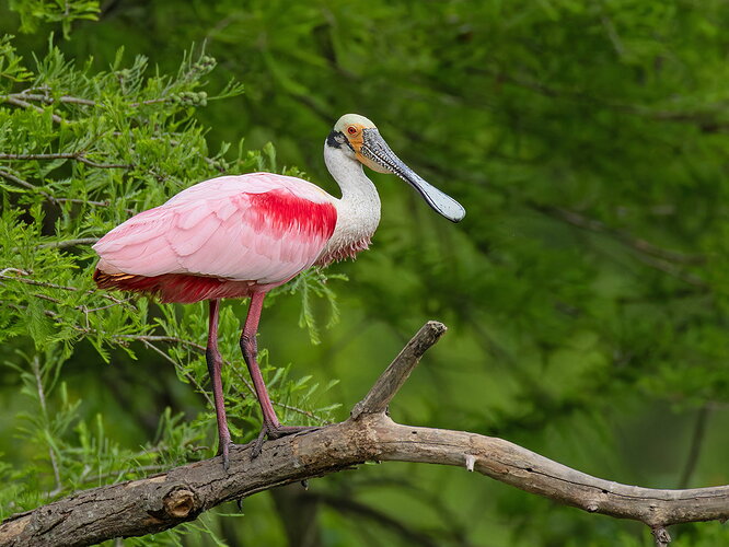 Roseate Spoonbill 24.jpg