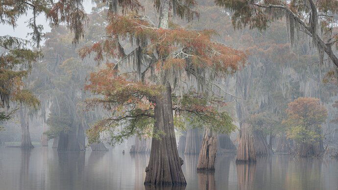 Cypress Trees in Fog