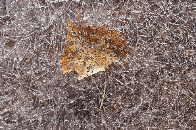 Cottonwood Leaf in Winter