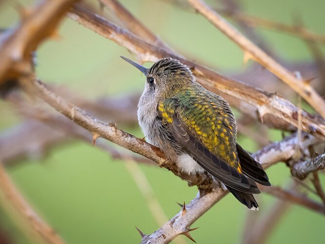 Rufous Backside.jpg