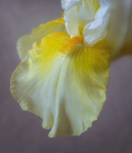 Diane