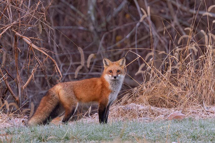 Red Fox