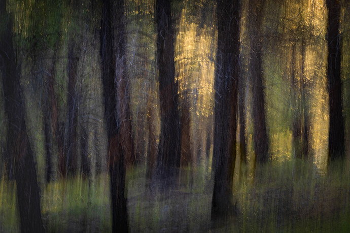 Original - Forest 1 of 1 .jpg
