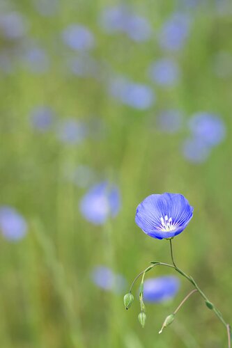 Blue Flax.jpg