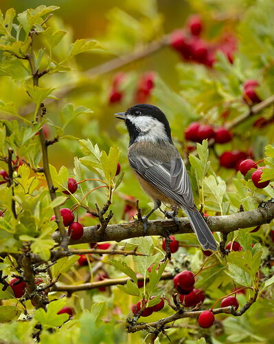 Black-capped Chickadee-NPN.jpg