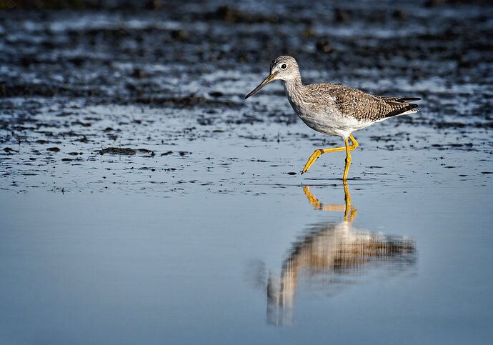 Greater Yellowlegs