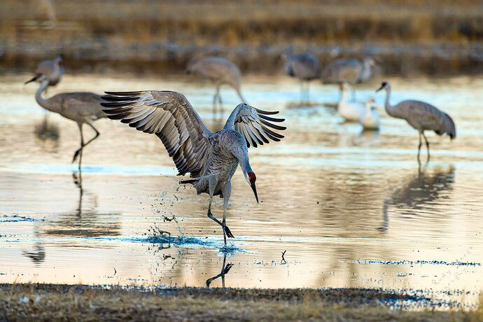 Sandhill Crane - Bosque del Apache, NWR