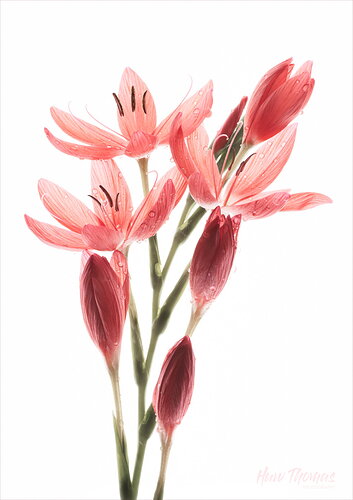Original - Crimson Lily-.jpg