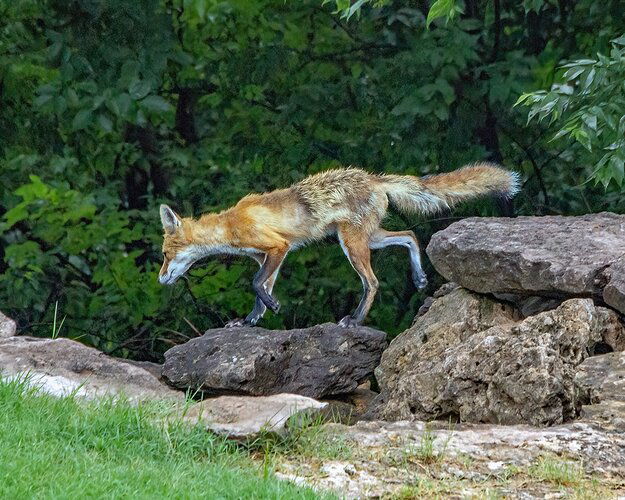 Red Fox, Male