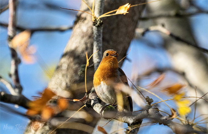 Robin 2 Acacia20261022-DSC06818-Edit
