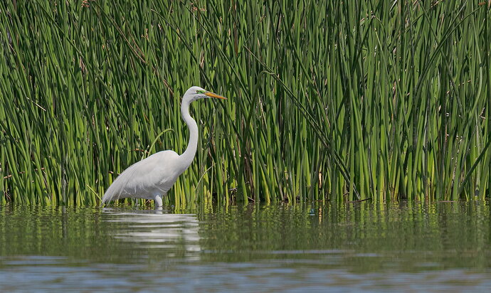 egret-with-reeds-revised--00005-DxO_DeepPRIME-3-Revised August 30, 2026