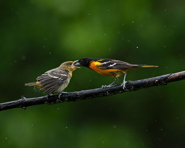 BOFeeding3.jpg