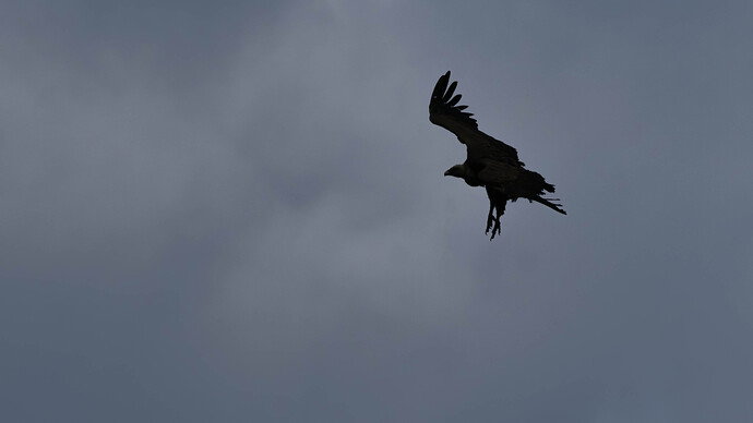 Griffon Vulture
