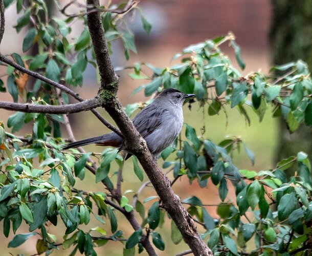 Gray Catbird