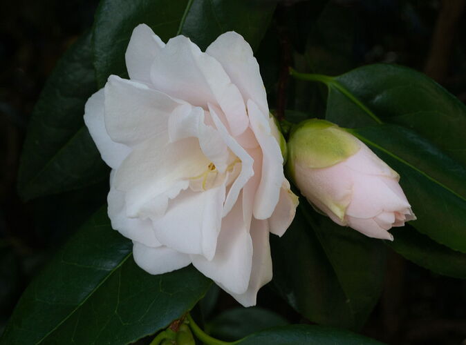 -20250412-_7R55035-Whitney Gardens-Edit