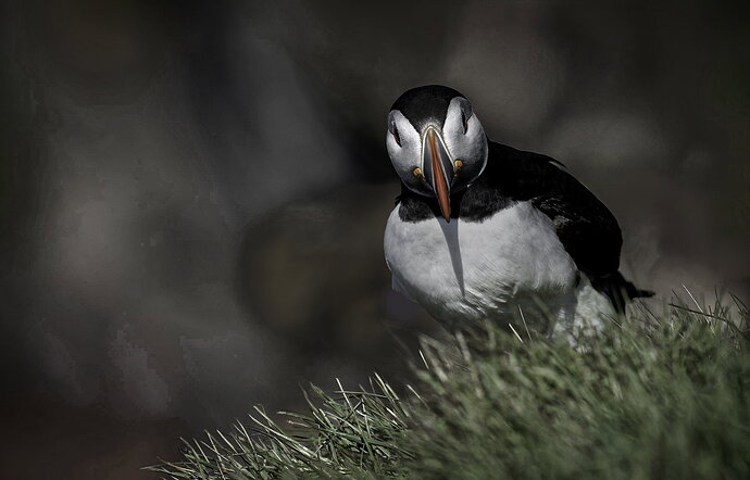 puffin-head-on--post- Copy-Edit-3 copy 2