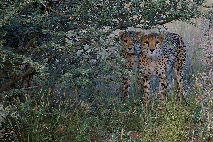 RSandor_2025_05_14_0009Cheetah Sisters - Edit by Merv