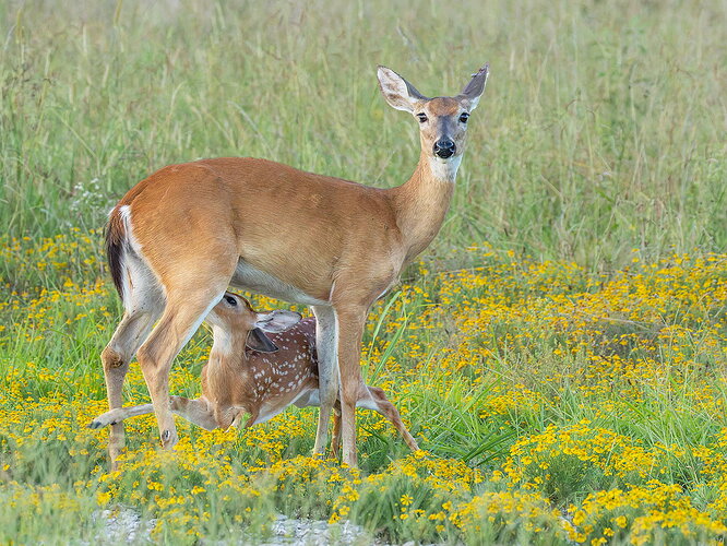 Original - White-tailed deer 42.jpg