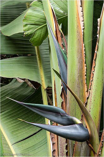 Pterodactyl-32442A77IIXXL