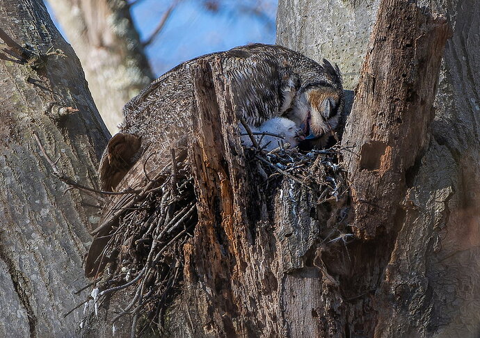Andrew-Great Horned Owl NPN copy