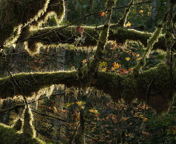Snow Creek Moss.jpg