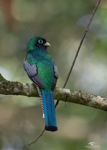 Black-throated Trogon