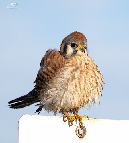 Female Kestrel on sign