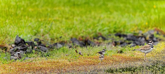 kildeer-baby-3-copy