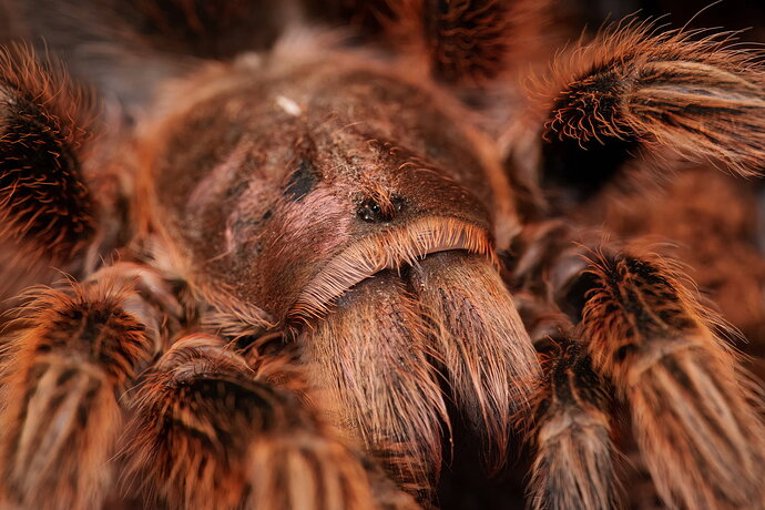 Original - tarantula full size-01327.jpg