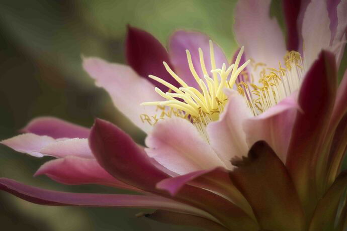 Cactus flower c.jpg