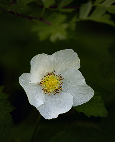 Thimbleberry2-NPN