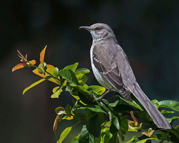 Northern-Mockingbird.jpg