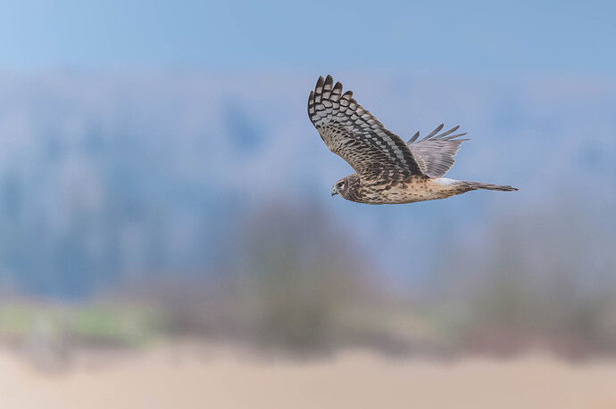 20250113-0518-NEF-DxO_DeepPRIME XD2