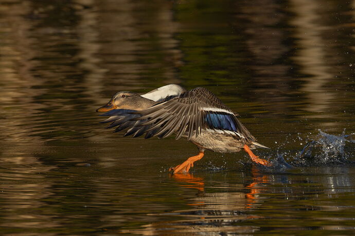 Mallard 10.jpg