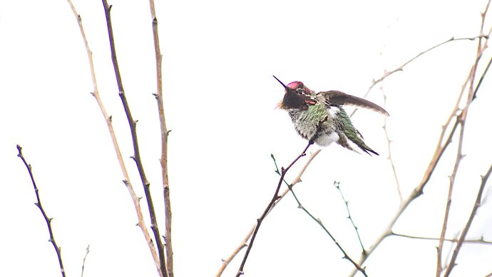 A Hummingbird Humming!