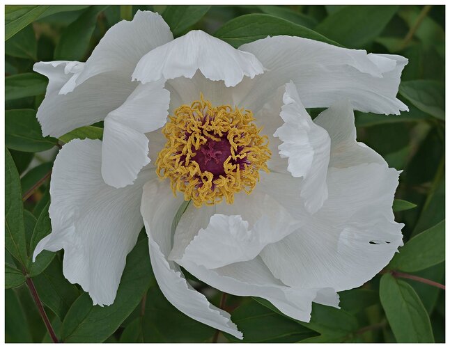 Tree-Peony-2